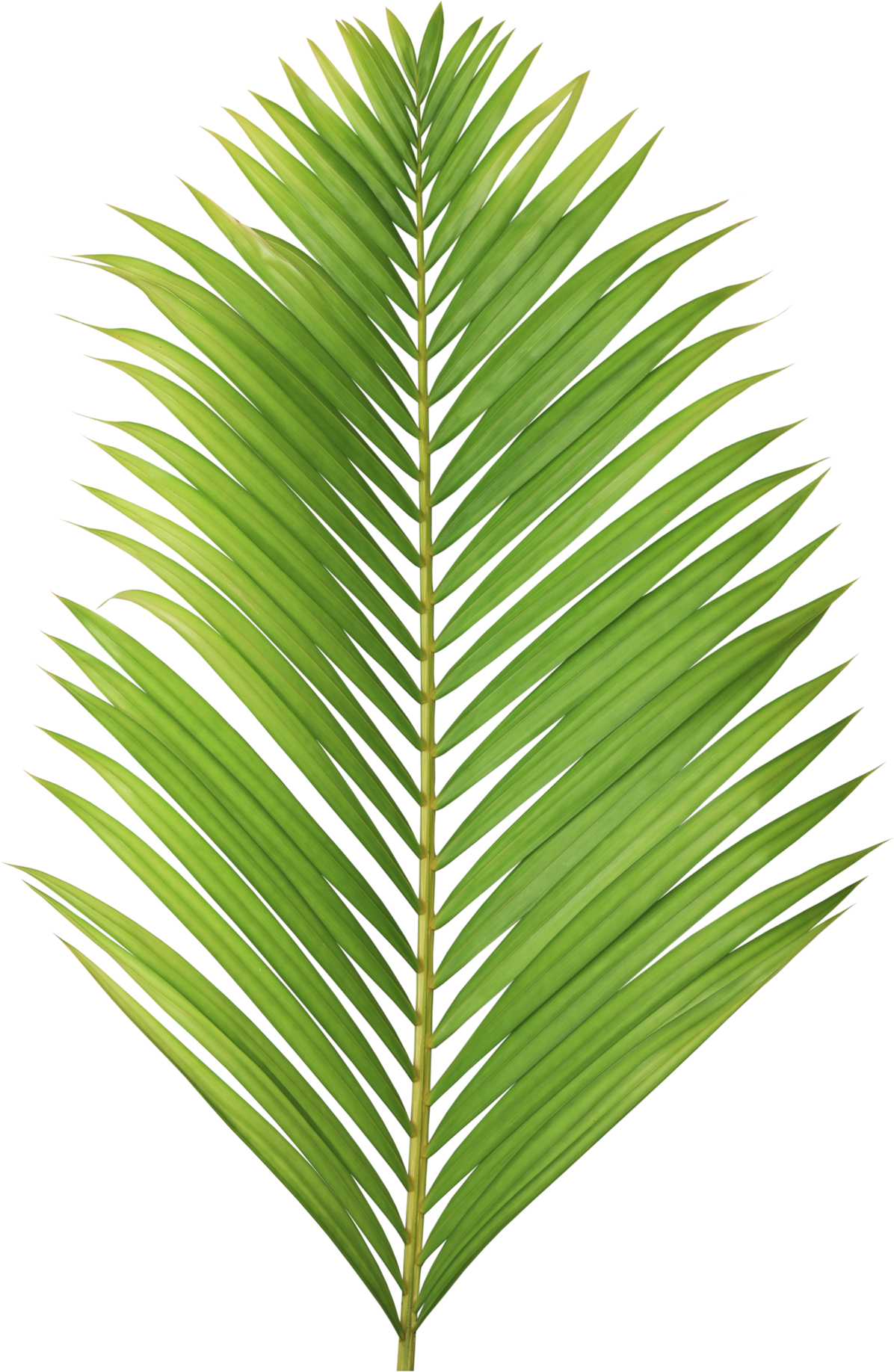 Palm Leaf