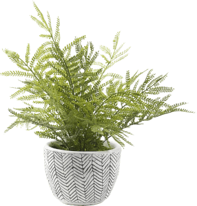 Mini Fern Ceramic Planter