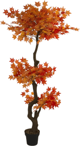 Maple Plant in Pot