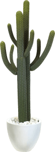 Thorny Faux Cactus Plant